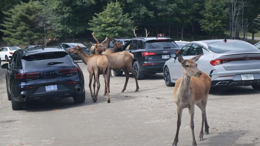 From Montreal: Omega Park Wildlife Safari Calling Sounds - Returning To Omega Park For More Wildlife