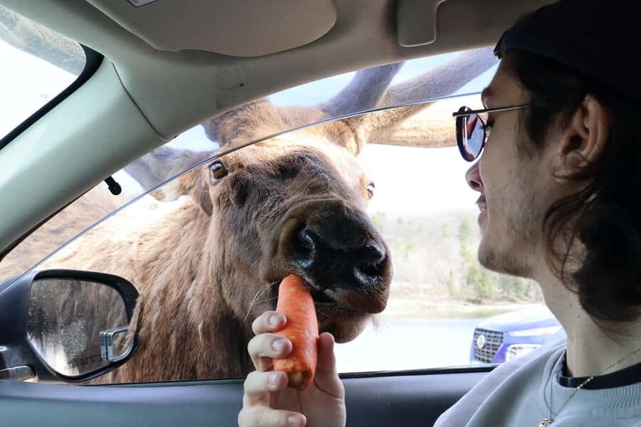 From Montreal: Omega Park Wildlife Safari Calling Sounds - The Conservation Value Of The Price