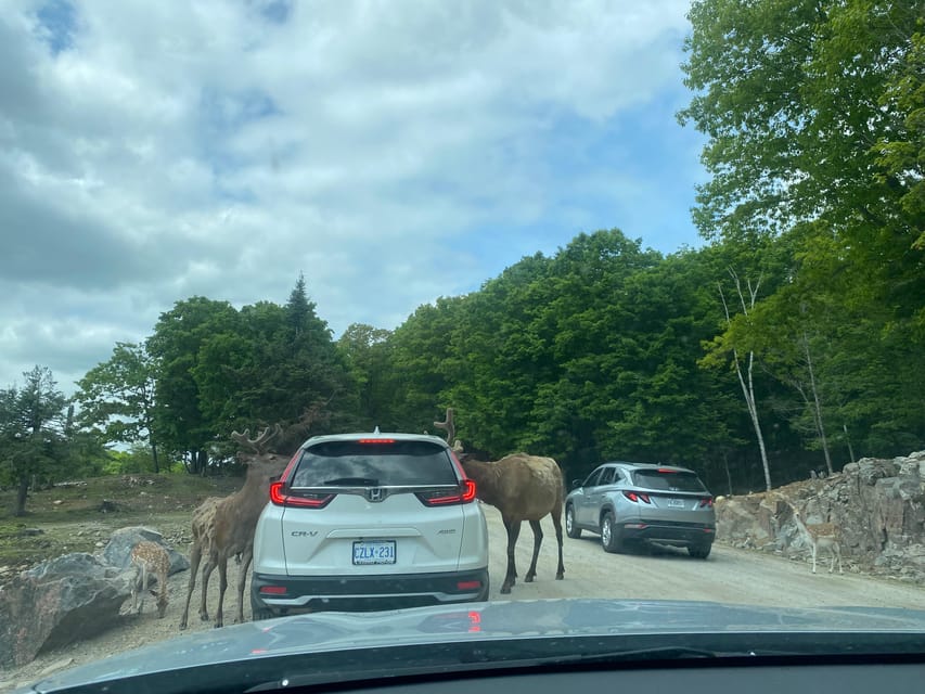 From Montreal: Omega Park Wildlife Safari Calling Sounds - What The Guide Adds To The Day