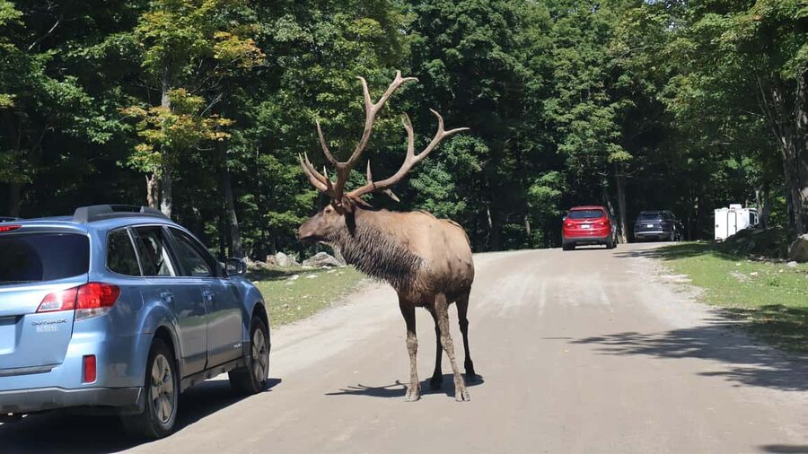 From Montreal: Omega Park Wildlife Safari Calling Sounds - Entering Omega Park’s Open Animal Country