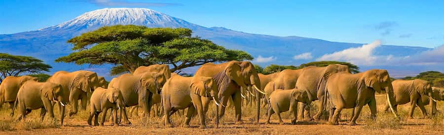 From Nairobi: 2-Day Amboseli National Park Safari - Why Amboseli works so well in only two days