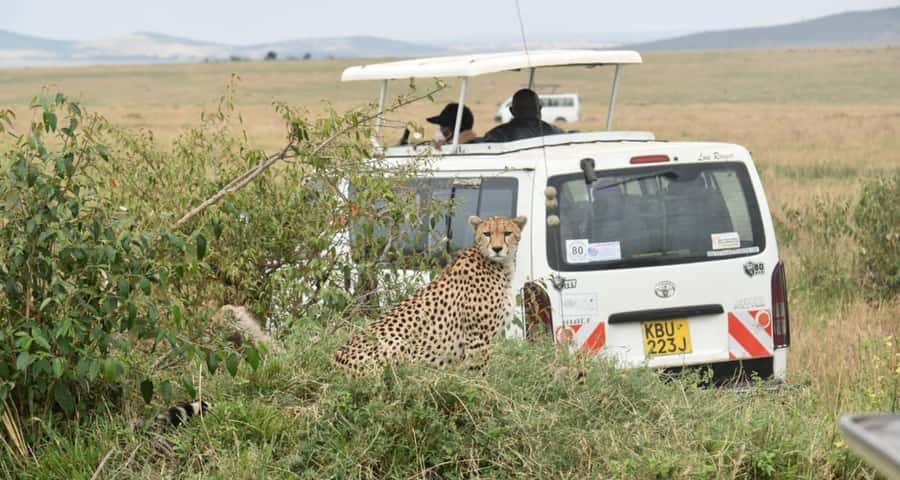 From Nairobi : 2-Days 1-Night Masai Mara Private 4WD Safari - Why two days can work in the Masai Mara