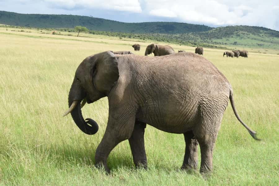 From Nairobi : 2-Days 1-Night Masai Mara Private 4WD Safari - What you can see in the Mara