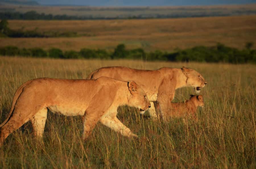 From Nairobi : 2-Days 1-Night Masai Mara Private 4WD Safari - Adding the Maasai village visit for $20
