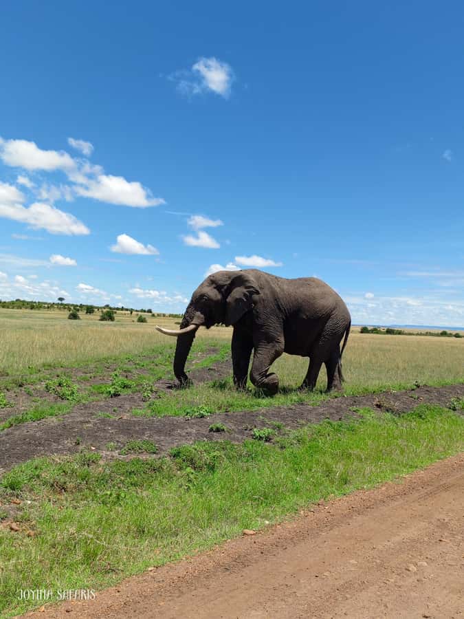 From Nairobi : 2-Days 1-Night Masai Mara Private 4WD Safari - Is $400 per person a fair price?