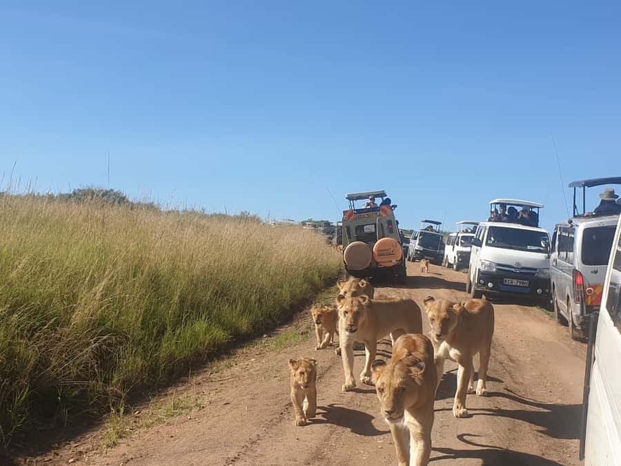 From Nairobi: 3 Days, 2 Nights Maasai Mara Group Safari - The first sunset game drive