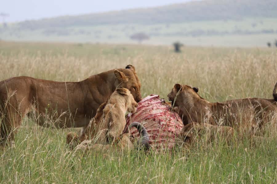 From Nairobi: 3 Days, 2 Nights Maasai Mara Group Safari - A full day inside Maasai Mara
