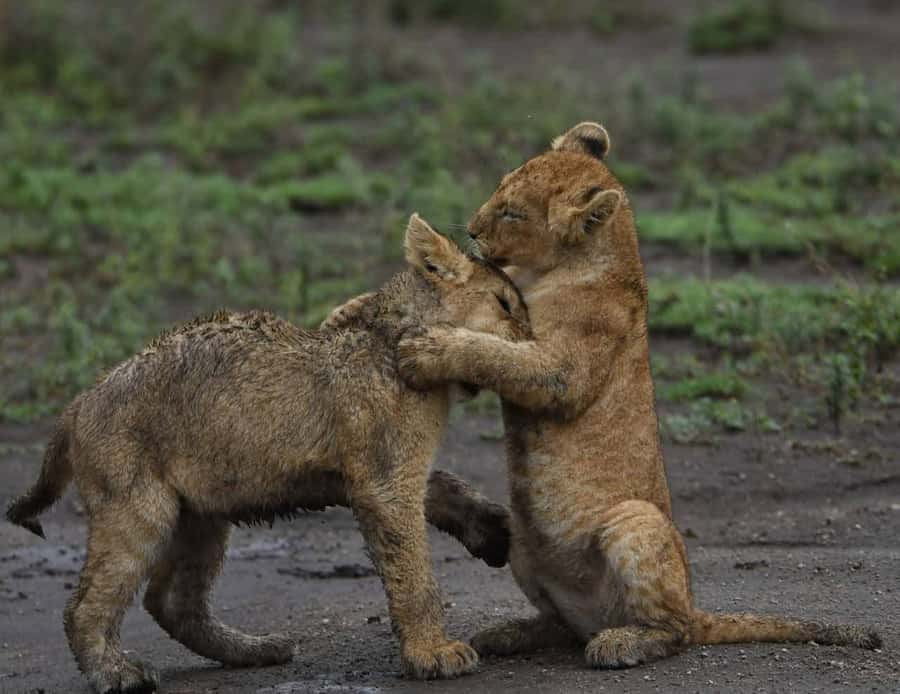 From Nairobi:3-Days 2-Nights Maasai Mara Group Safari in 4WD - Arrival at the Mara and the 4:00 PM game drive