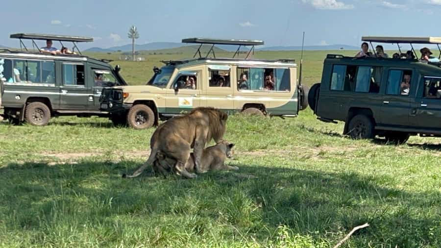 From Nairobi:3-Days 2-Nights Maasai Mara Group Safari in 4WD - The Big Five and the wildebeest migration