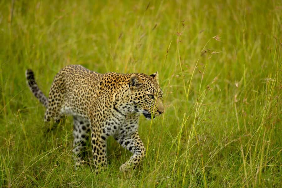 From Nairobi:3-Days 2-Nights Maasai Mara Group Safari in 4WD - Day 3: a Maasai village option before Nairobi