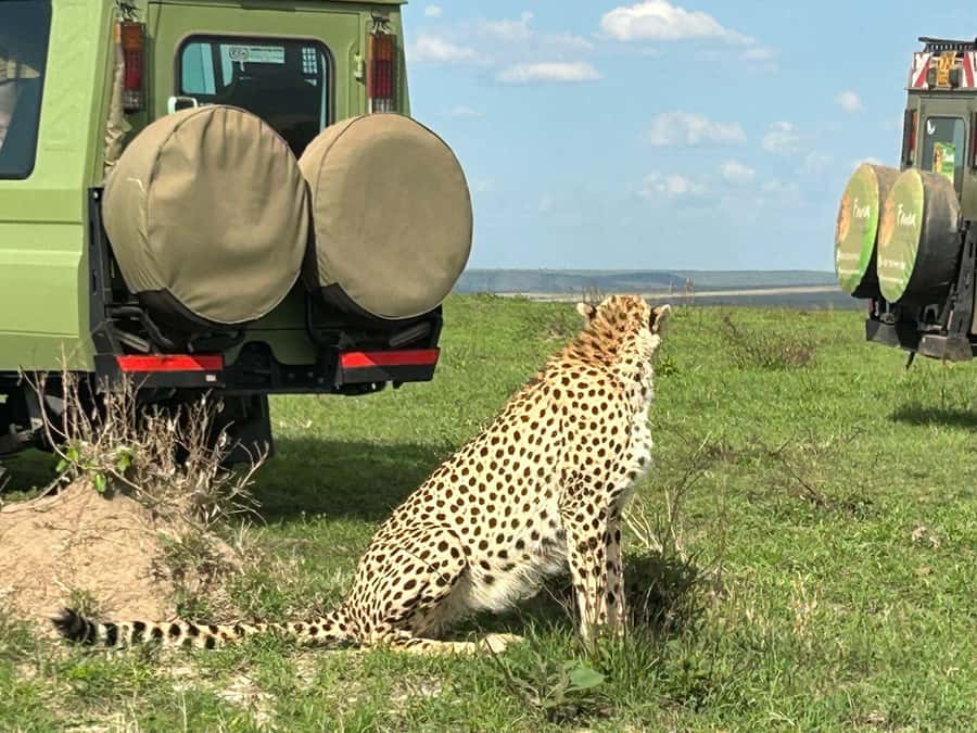 From Nairobi:3-Days 2-Nights Maasai Mara Group Safari in 4WD - Food, rooms, and daily comfort
