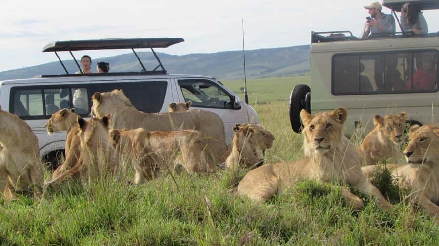 From Nairobi:3-Days 2-Nights Maasai Mara Group Safari in 4WD - Driver-guides and the group format