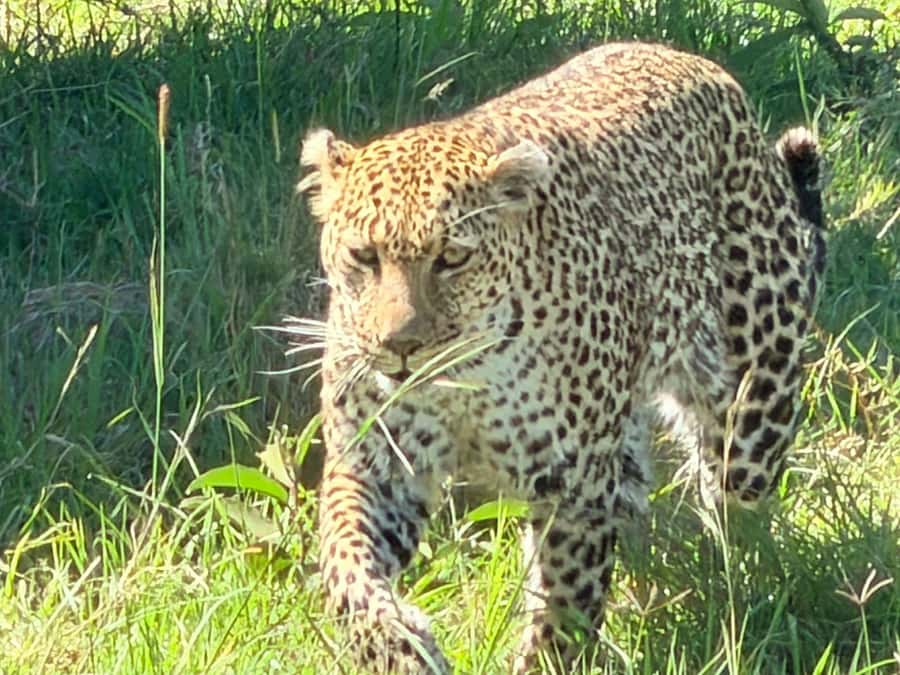 From Nairobi:3-Days 2-Nights Maasai Mara Group Safari in 4WD - Who should book this Maasai Mara safari?