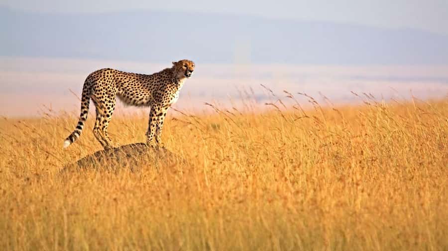 From Nairobi: 3 Days 2 Nights Masai Mara Group Safari - Key Points Before You Book
