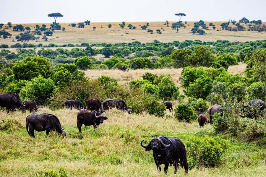 From Nairobi: 3 Days 2 Nights Masai Mara Group Safari - Day One: Lunch, Check-In, and a Sunset Game Drive