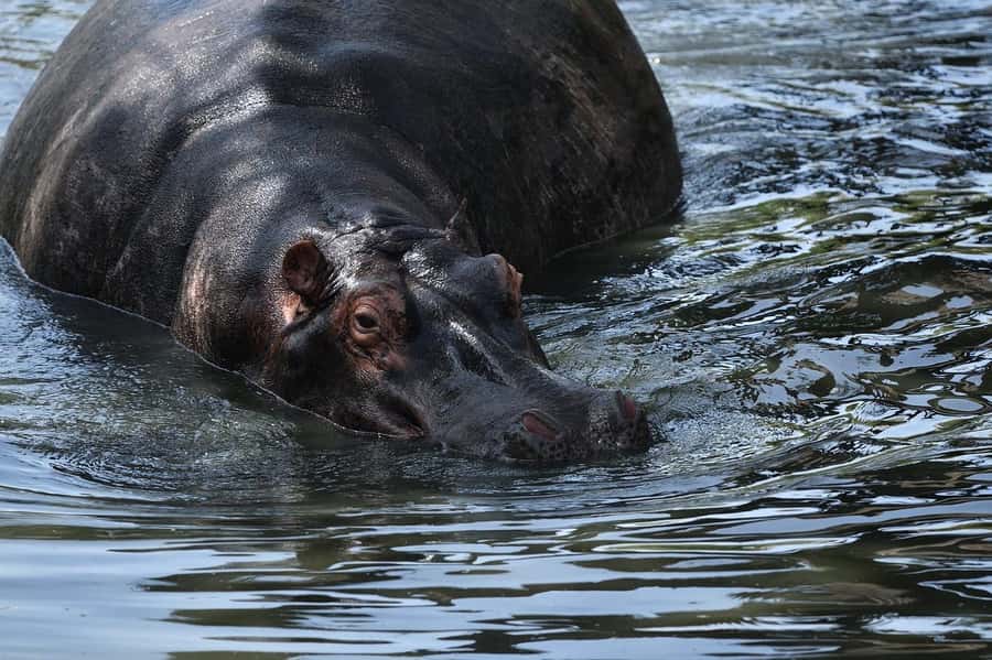 From Nairobi: 3 Days 2 Nights Masai Mara Group Safari - Rhino Tourist Camp and What the Tent Really Means