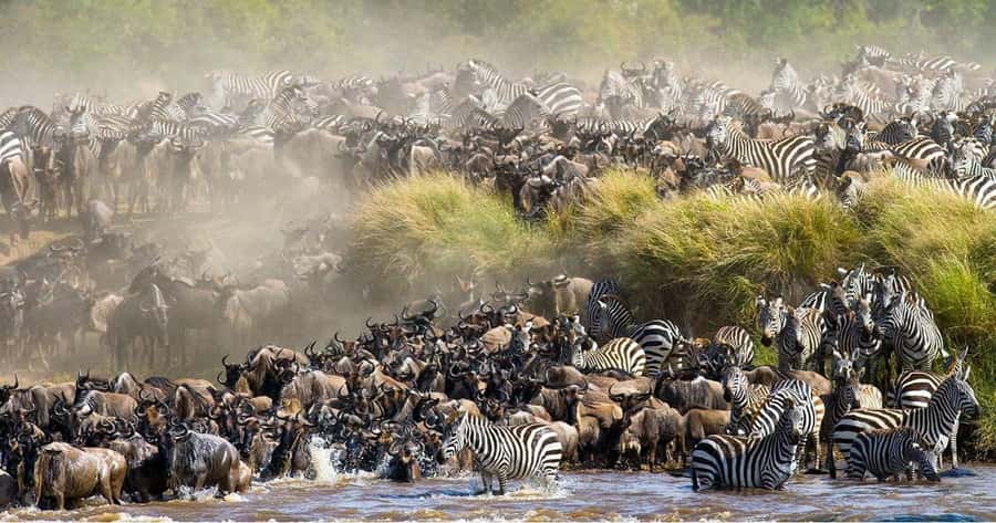 From Nairobi: 3 Days 2 Nights Masai Mara Group Safari - Price, Park Fees, and Overall Value