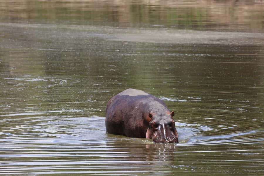 From Nairobi: 3 Days 2 Nights Masai Mara Group Safari - Who This Safari Suits Best