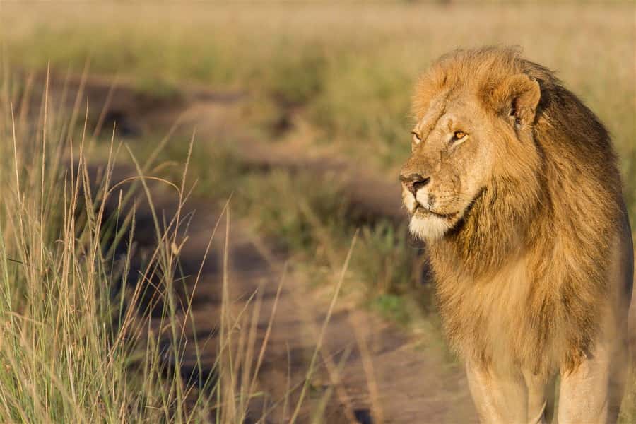 From Nairobi: 3 Days 2 Nights Masai Mara Group Safari - Leaving Nairobi at 8 a.m. for the Great Rift Valley