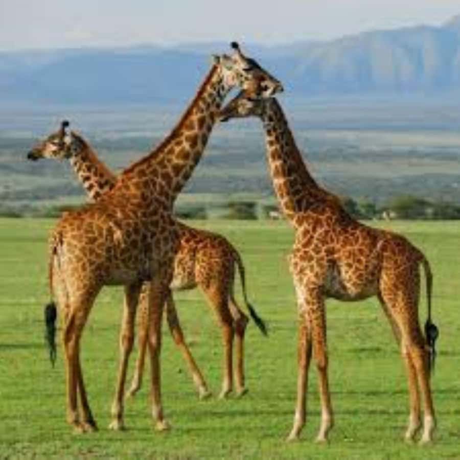 From Nairobi: 3 - Days Maasai Mara Group Safari by 4WD - The real price is $440 to $640 per person