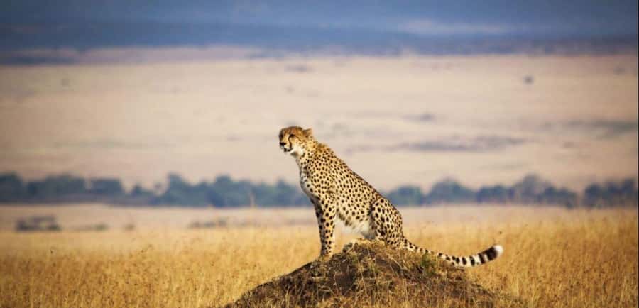From Nairobi: 3 - Days Maasai Mara Group Safari by 4WD - Arriving at the camp for lunch