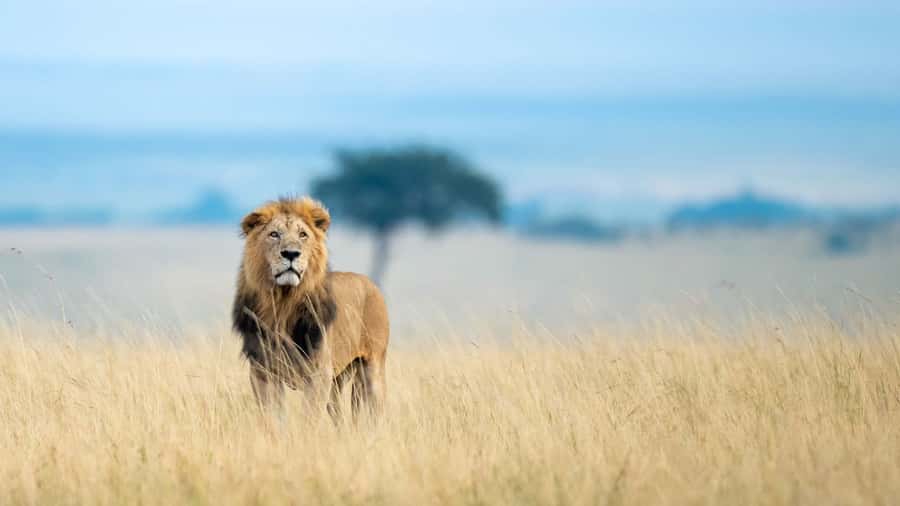 From Nairobi: 4-Day Maasai Mara and Lake Nakuru Group Safari - Day 1: Nairobi, the Rift Valley, and the first Mara drive