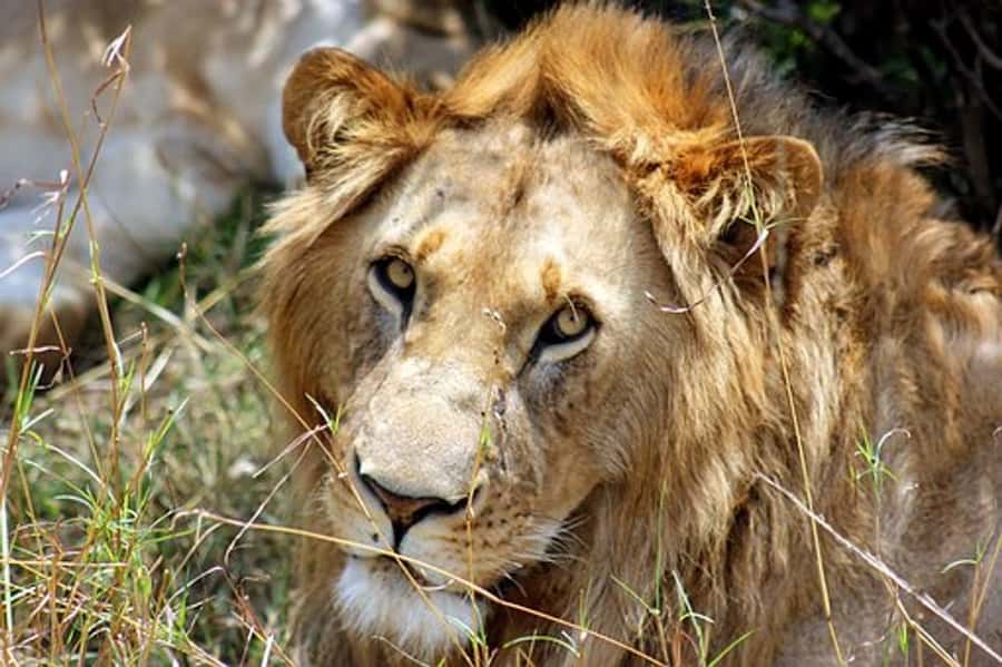 From Nairobi: 7 Days Masai Mara, Nakuru, and Amboseli Safari - Key points before you book