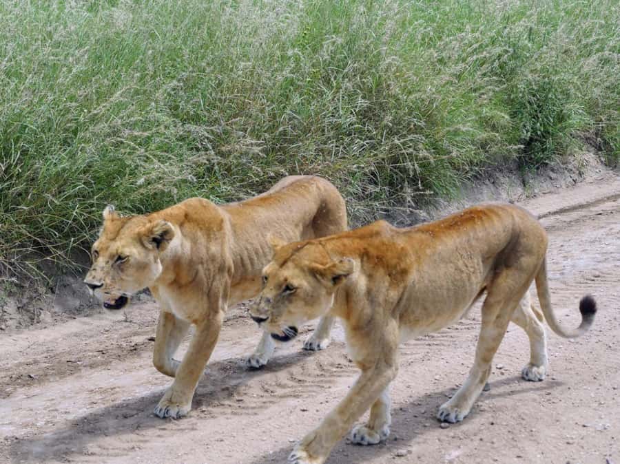From Nairobi: 7 Days Masai Mara, Nakuru, and Amboseli Safari - The Land Cruiser, guides, and group setup