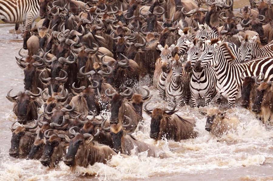 From Nairobi: 7 Days Masai Mara, Nakuru, and Amboseli Safari - Day 2: A full day among the Maasai Mara animals