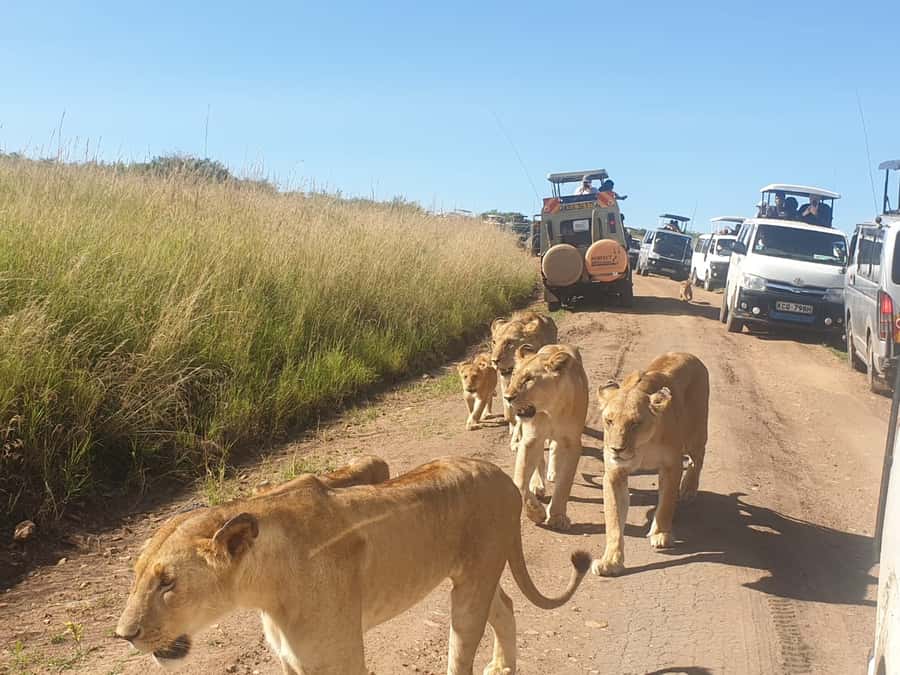 From Nairobi: 7 Days Masai Mara, Nakuru, and Amboseli Safari - Day 3: From the Mara to Nakuru