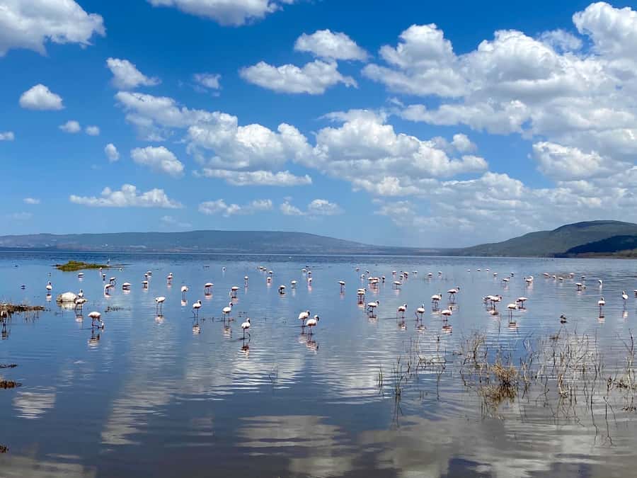 From Nairobi: 7 Days Masai Mara, Nakuru, and Amboseli Safari - Day 6: Elephants and Kilimanjaro in Amboseli