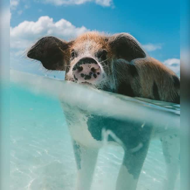 From Nassau: Swim with Pigs Safari - Meeting the pigs at Athol Island