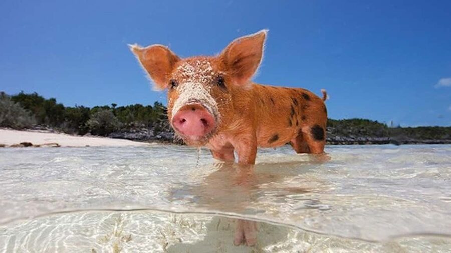From Nassau: Swim with Pigs Safari - Snorkeling near Pearl Island