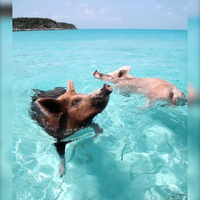 From Nassau: Swim with Pigs Safari - Cruising through the Atlantis Tunnel