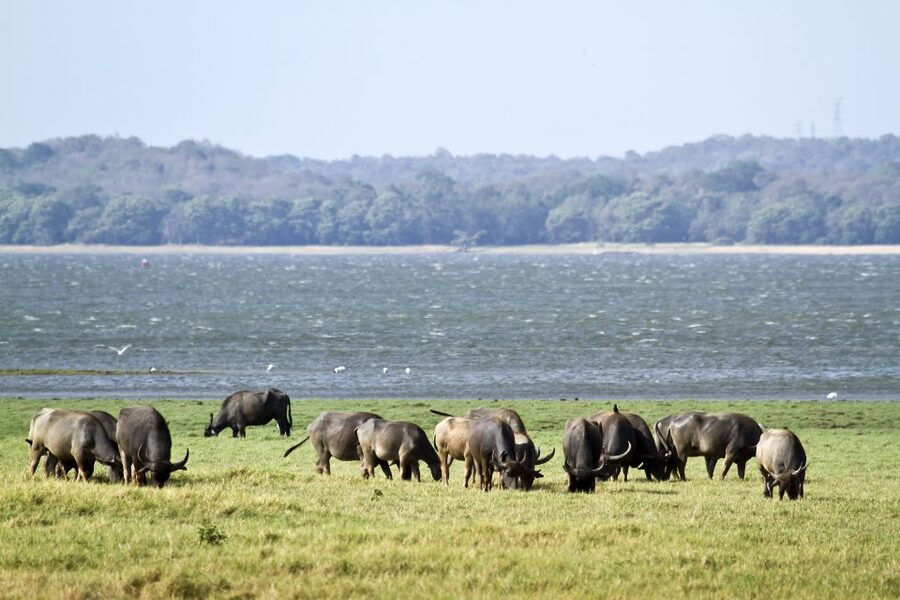 From Negombo: Wilpattu National Park Safari Guided Day Tour - Three hours among Wilpattu’s villus