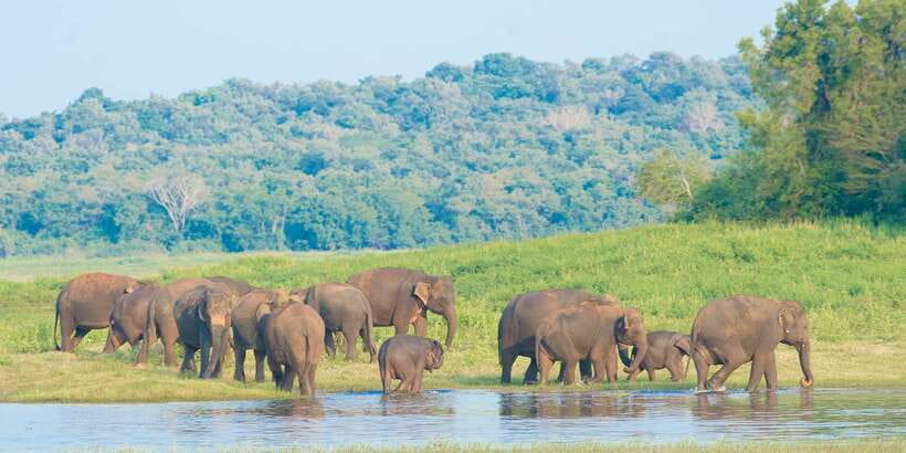 From Negombo: Wilpattu National Park Safari Guided Day Tour - Returning to Negombo after the safari