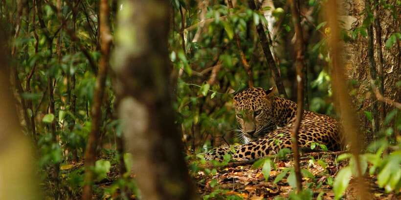 From Negombo: Wilpattu National Park Safari Guided Day Tour - Is $105 a fair price?
