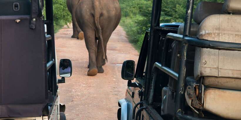 From Negombo: Wilpattu National Park Safari Guided Day Tour - Leaving Negombo around 10:00 AM