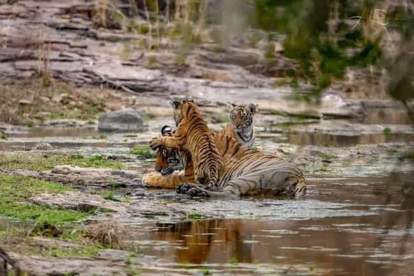 From Ranthambore: Official Tiger Safari in Canter With Guide - What the $27 Ranthambore safari really offers