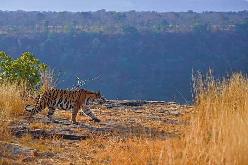 From Ranthambore: Official Tiger Safari in Canter With Guide - Meeting at Ganesh Dham Circle