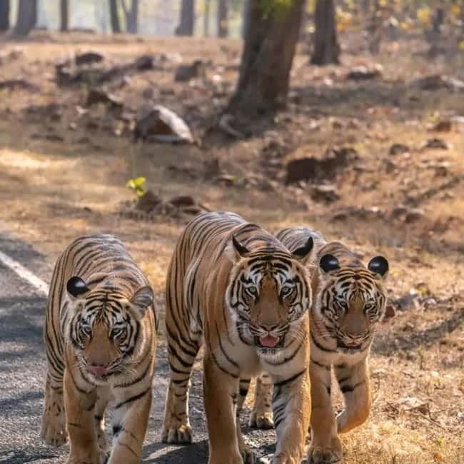 From Ranthambore: Official Tiger Safari in Canter With Guide - The three-hour route through Ranthambore