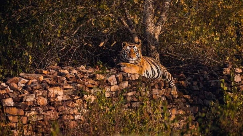 From Ranthambore: Official Tiger Safari in Canter With Guide - What you might see, from deer to Bengal tigers