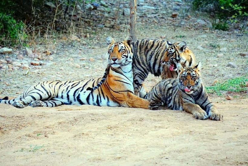 From Ranthambore: Official Tiger Safari in Canter With Guide - The guide can shape the whole outing