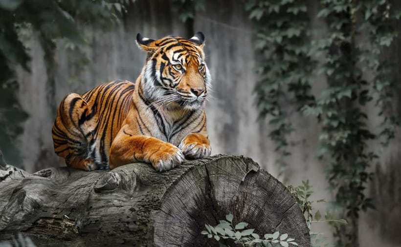 From Ranthambore: Official Tiger Safari in Canter With Guide - A practical packing list for the Canter