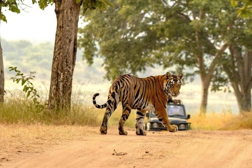 From Ranthambore: Official Tiger Safari in Canter With Guide - Passport rules and booking uncertainty