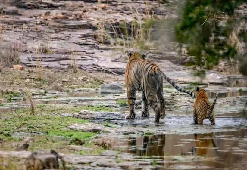 From Ranthambore: Official Tiger Safari in Canter With Guide - Inside the open-top 20-seat Canter