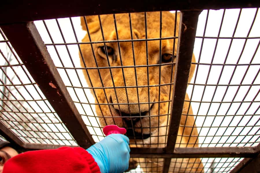 From Santiago: Safari Park, a wild experience - The one-hour ride from Santiago