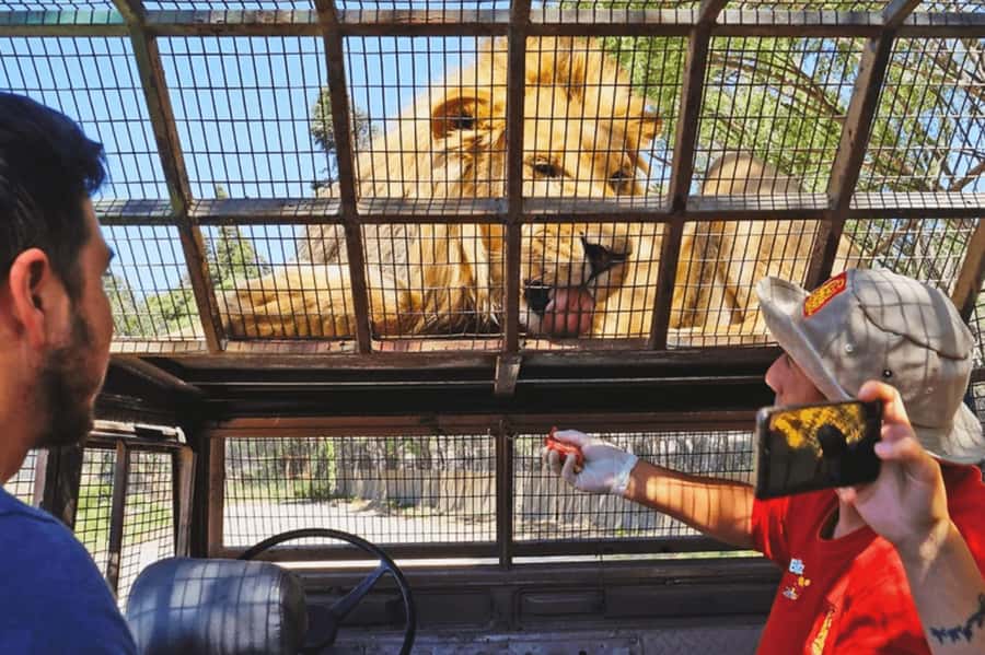 From Santiago: Safari Park, a wild experience - Big Cats Safari: the strongest part of the day