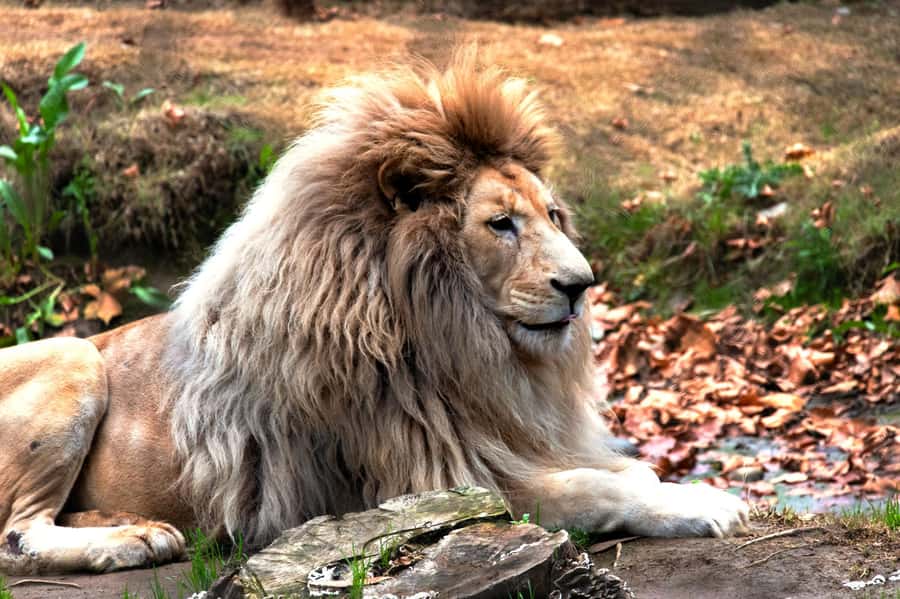 From Santiago: Safari Park, a wild experience - Herbivore Safari and the appeal of larger groups