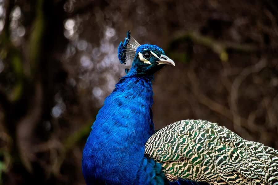 From Santiago: Safari Park, a wild experience - Wildlife rehabilitation adds another layer